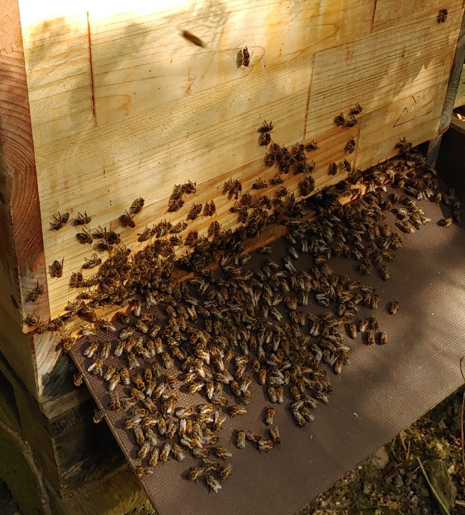 Bienen auf Anflugbrett